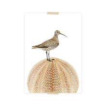 Load image into Gallery viewer, Postcard with collage, curlew and sea apple | Museon Omniversum