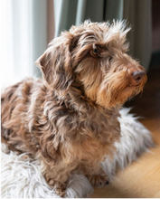 Load image into Gallery viewer, Yogurt bowl Dachshund Naan