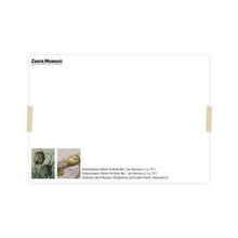 Load image into Gallery viewer, Postcard collage Zaans Museum - Kievietsbloem en snail
