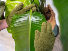 Load image into Gallery viewer, Plant dusting gloves green - Microfiber
