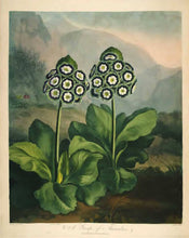 Load image into Gallery viewer, Postcard Temple of Flora - Auriculas/Primrose
