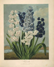 Load image into Gallery viewer, Postcard Temple of Flora - Hyacinths/Hyacinths
